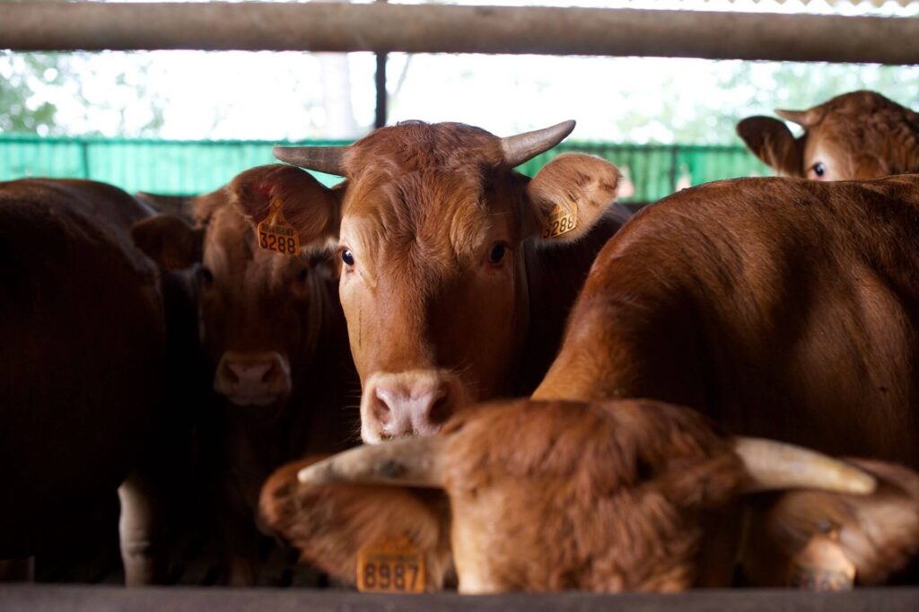 Cooperativa scaligera carni