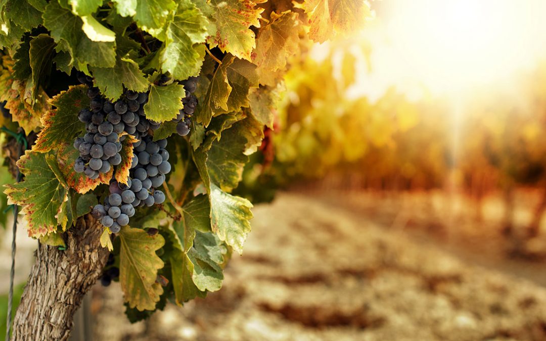 Dalle alte terre della Val D’Agri, Di Fuccio presenta quattro chicche tra futuro e tradizione