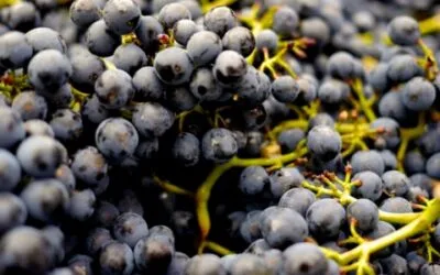 Novità dalla Cantina Cellinese : debutta Nerida, extra-dry di sicuro avvenire