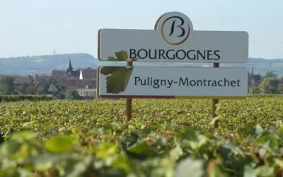 Vigne mutanti tra i climats di Puligny-Montrachet. Dal 2015 il programma CEPINNOV.