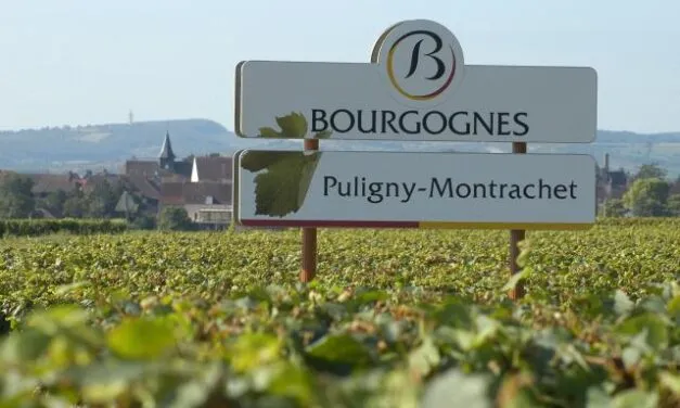 Vigne mutanti tra i climats di Puligny-Montrachet. Dal 2015 il programma CEPINNOV.