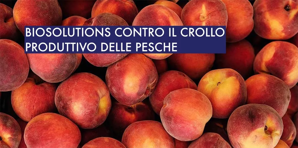 Biosolutions in aiuto delle Pesche. In 20 anni dimezzata la superficie di coltivazione.