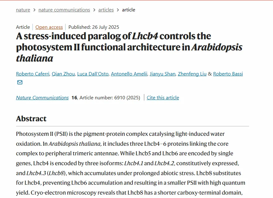 Università di Verona: individuata una proteina che protegge le piante dall’elevata esposizione alla luce. La scoperta pubblicata su Nature Communications