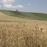 Birre agricole, in Puglia ben 119 birrifici grazie al patrimonio di grani autoctoni