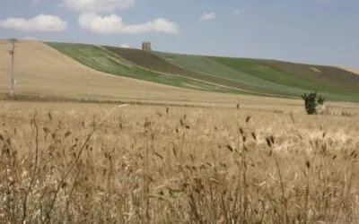 Birre agricole, in Puglia ben 119 birrifici grazie al patrimonio di grani autoctoni