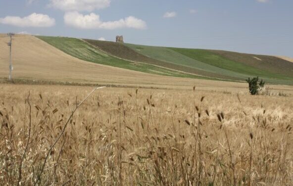 Birre agricole, in Puglia ben 119 birrifici grazie al patrimonio di grani autoctoni