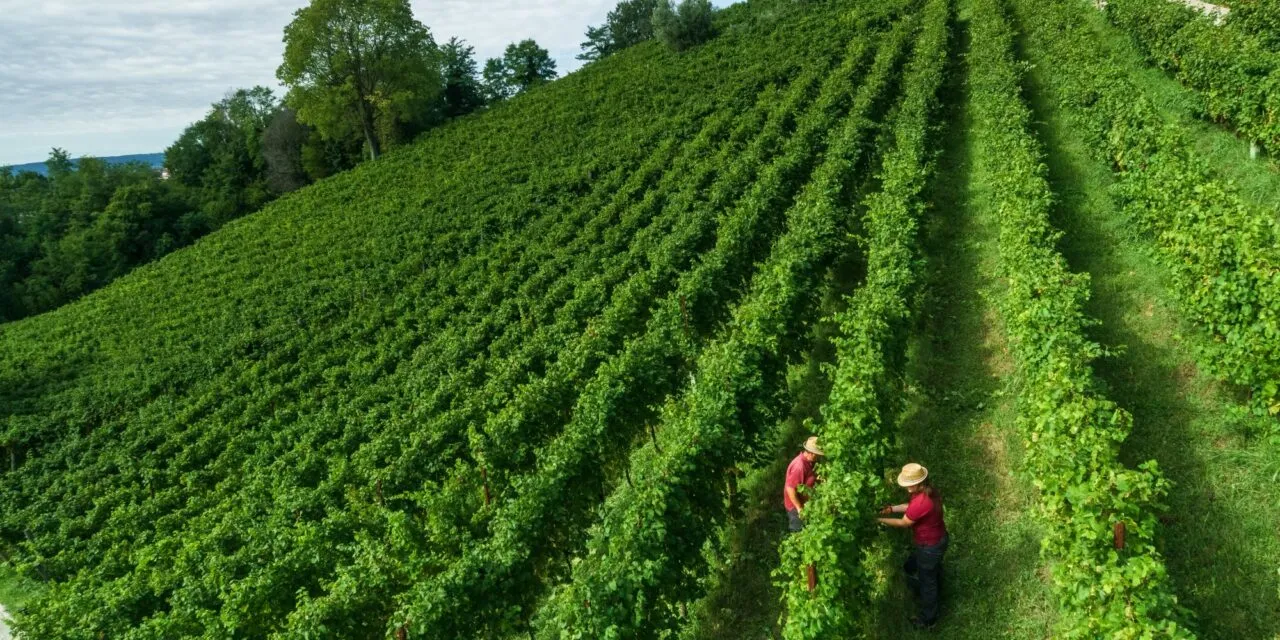 Herita Marzotto Wine Estates raggiunge – prima in Italia – la “carbon neutrality” PAS 2060