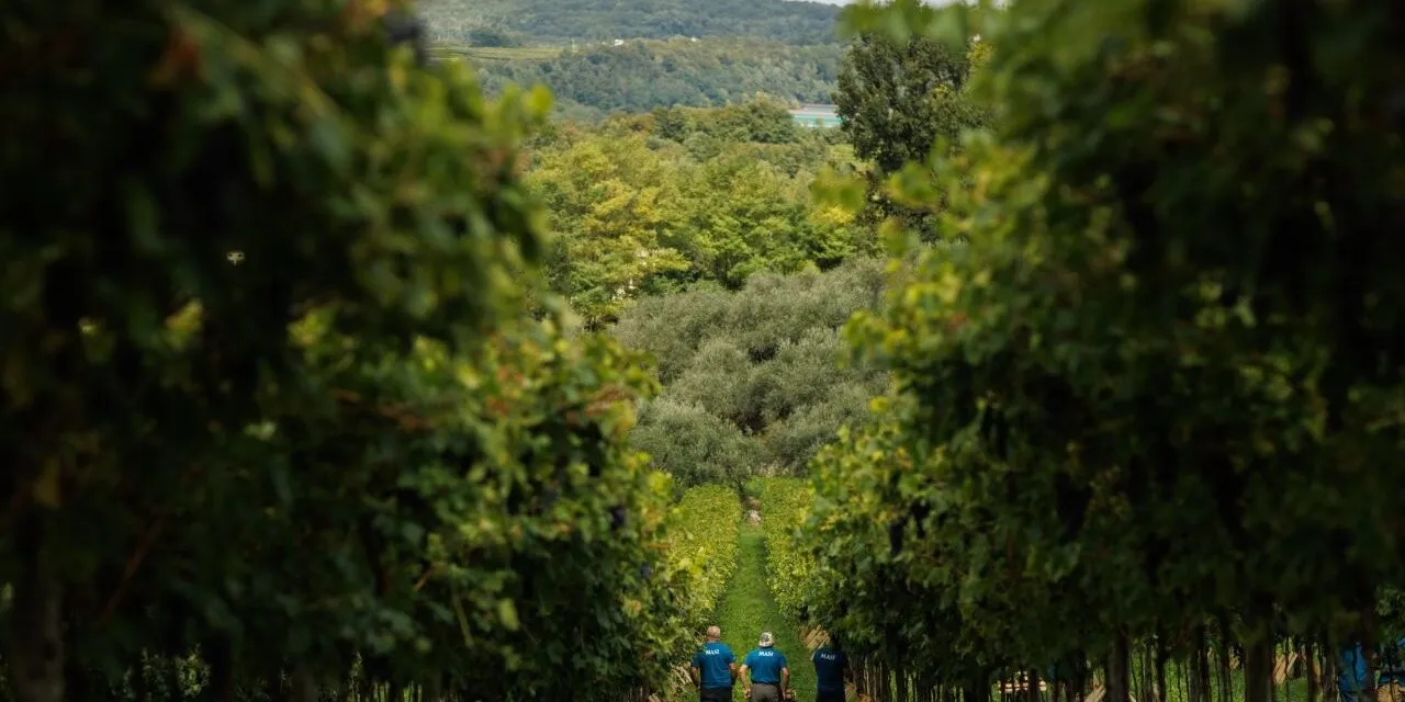 Masi, è conto alla rovescia per la vendemmia 2025. Sandro Boscaini: “Annata positiva in tutt’Italia, specialmente nella Valpolicella classica”