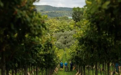 Masi, è conto alla rovescia per la vendemmia 2025. Sandro Boscaini: “Annata positiva in tutt’Italia, specialmente nella Valpolicella classica”