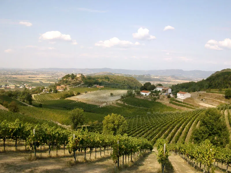 Colli Euganei, la vendemmia 2025 è iniziata in anticipo: si va verso un’ottima annata