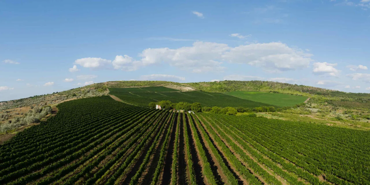 Radacini Wines, il fascino della Moldavia: la degustazione