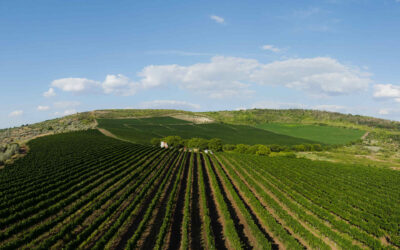 Radacini Wines, il fascino della Moldavia: la degustazione