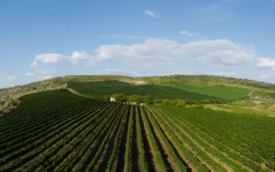 Radacini Wines, il fascino della Moldavia: la degustazione