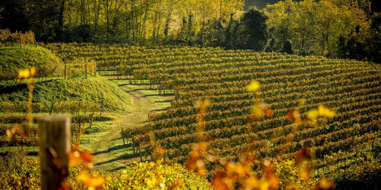 Asolo Montello, al via la 49.ma Mostra dei vini