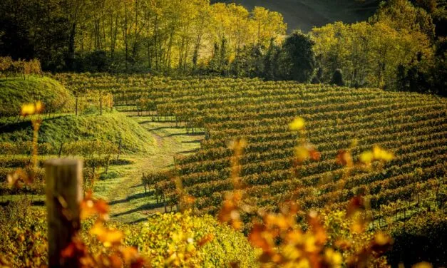 Asolo Montello, al via la 49.ma Mostra dei vini