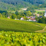 Perché la Borgogna è l’unica regione francese che resiste alla crisi del vino con il +5,6% sul 2024.