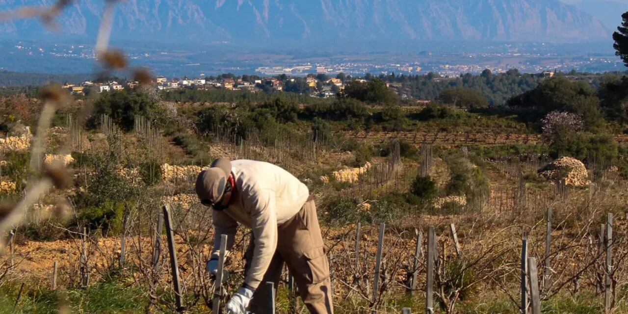 Recaredo, l’annata 2025 riporta il sereno nel Corpinnat dopo quattro anni di siccità