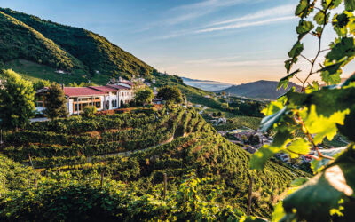 Veneto Agricoltura, produzione vinicola 2026 in linea col 2025 nonostante il clima più estremo