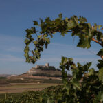 Ribera del Duero, i produttori chiedono norme più stringenti contro gli allevamenti a difesa della D.O.