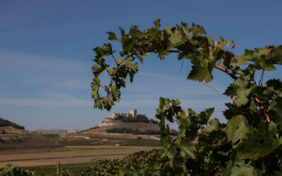 Ribera del Duero, i produttori chiedono norme più stringenti contro gli allevamenti a difesa della D.O.