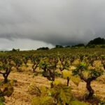 Cava International day: il metodo classico catalano tenta la “reconquista” dei mercati