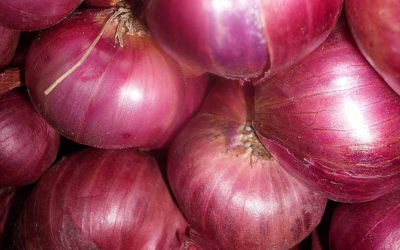 Cipolla della Val Cosa: dal 2006 un Presidio Slow Food da scoprire in Friuli Venezia Giulia