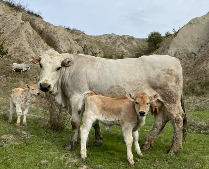 La Razza Romagnola. Tutti i segreti di una razza antica e  nobile ancora poco conosciuta.