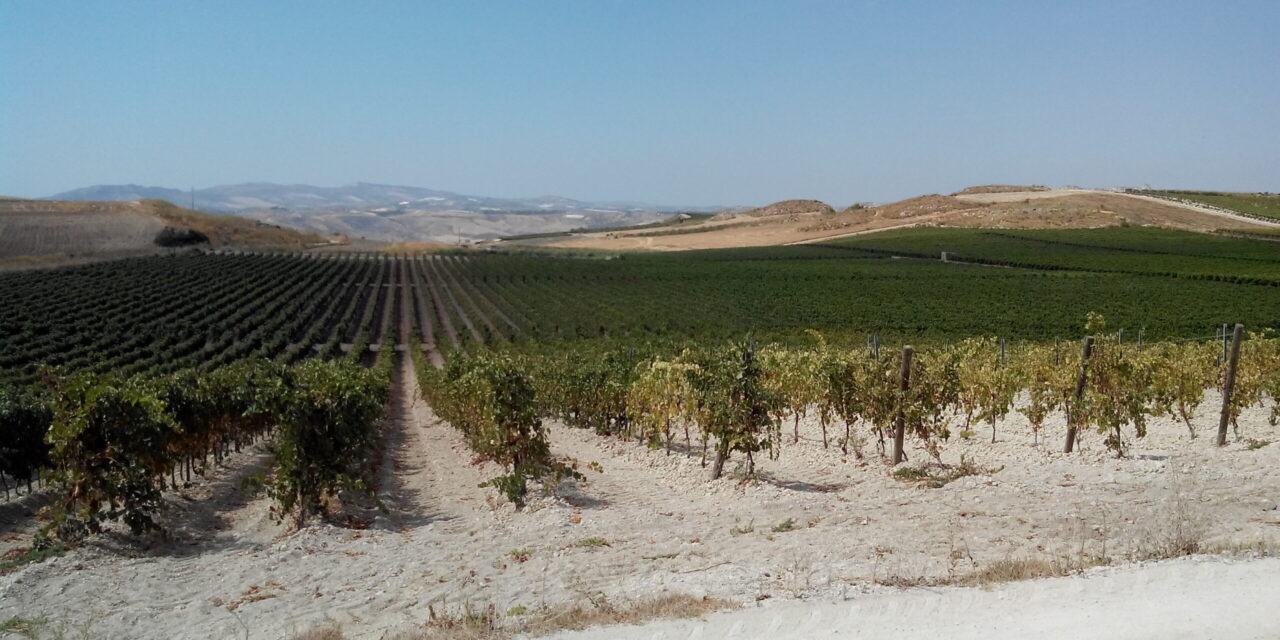 Sicilia, essere primi nel bio non basta. Nuove pratiche e packaging a chilometro zero per un modello che regga il climate change