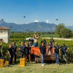 Guido Berlucchi, la vendemmia 2023 in Franciacorta è iniziata al Brolo. Ziliani: cambiamenti climatici come sfida