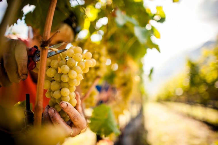 Franciacorta, al via oggi la vendemmia 2023 nel distretto del metodo classico lombardo