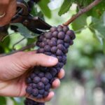 Pinot grigio delle Venezie, la DOC cresce a doppia cifra: più 14% le richieste di certificazioni ad agosto 2023