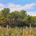 Enoteca 1999, Recaredo conferma la capacità del Penedès di produrre grandi metodo classici