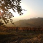 Timorasso, la riscossa del vitigno a Derthona