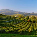 Amarone DOCG 2020, annata complessa che premia il savoir-faire della Valpolicella