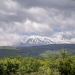 Ammura (Tommasi)