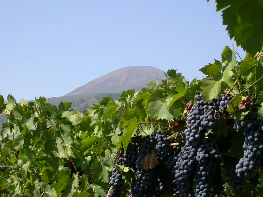 Campania Stories 2025