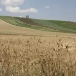 grano in puglia