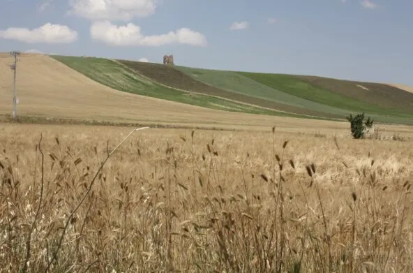 Birre agricole, in Puglia ben 119 birrifici grazie al patrimonio di grani autoctnoni
