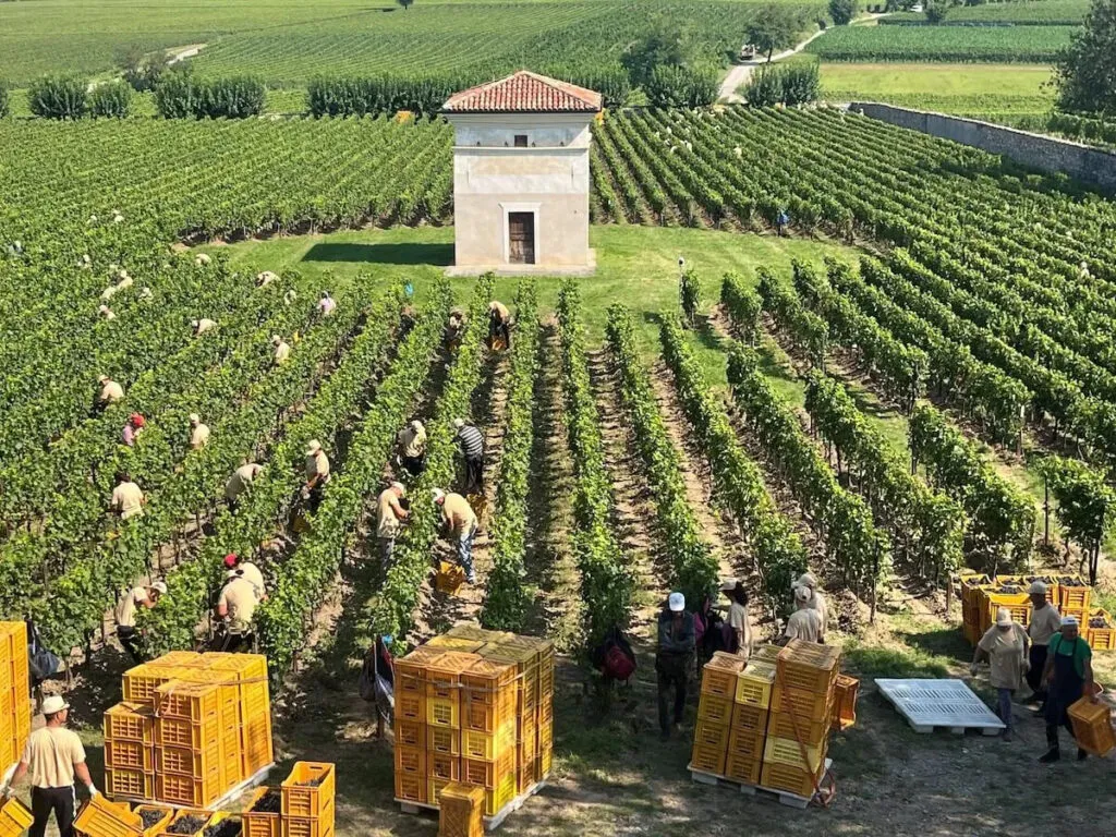 Vendemmia 2025