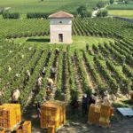 Vendemmia 2025