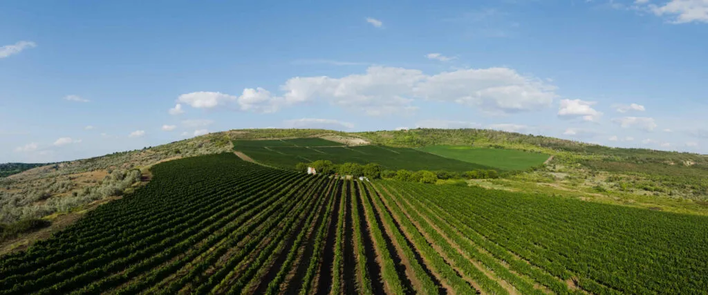 Radacini Wines Moldova