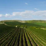 Radacini Wines Moldova