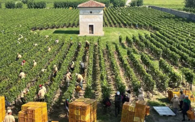 Vendemmia 2025, ottima annata con cantine ancora piene: 85 milioni di ettolitri complessivamente da vendere