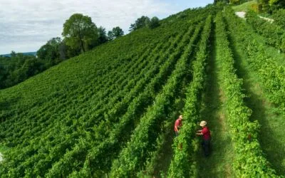 Herita Marzotto Wine Estates raggiunge – prima in Italia – la “carbon neutrality” PAS 2060