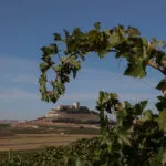 Ribera del Duero, i produttori chiedono norme più stringenti contro gli allevamenti a difesa della D.O.