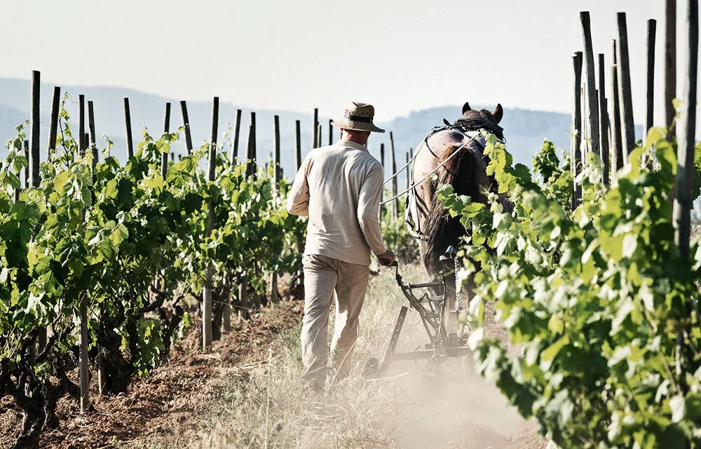 Corpinnat, le vendite 2025 salgono del 35% e superano i 3 milioni di bottiglie