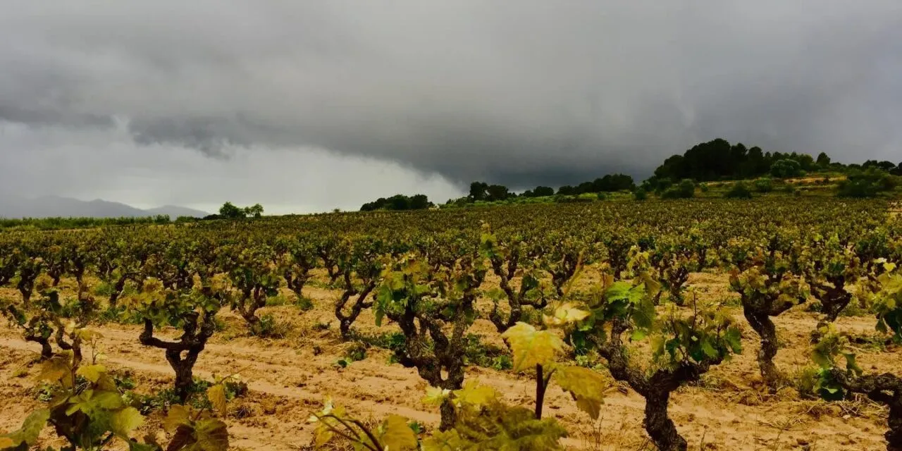 Cava International day: il metodo classico catalano tenta la “reconquista” dei mercati