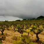 Cava International day: il metodo classico catalano tenta la “reconquista” dei mercati