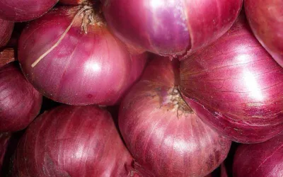 Cipolla della Val Cosa: dal 2006 un Presidio Slow Food da scoprire in Friuli Venezia Giulia