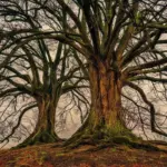 82 Nuovi Alberi Monumentali d’Italia: il decimo aggiornamento del MASAF svela giganti verdi da record